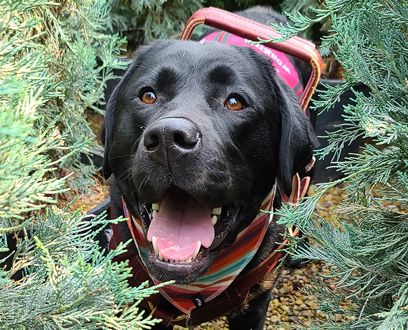 A black Labrador retriever wearing a colorful bandana and mobility harness smiles amongst juniper trees