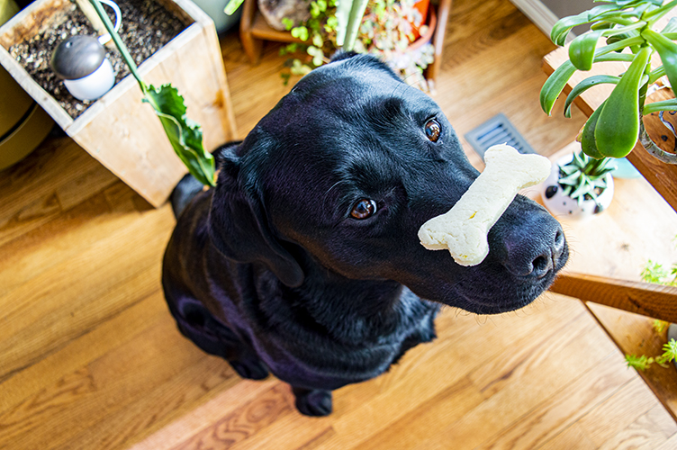 A black Labrador retriever sits with a cookie balanced on her nose.