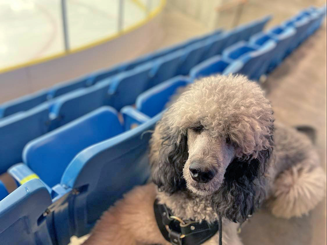 A grey standard poodle lays on the floor of spectator seating benches of an empty arena. He is wearing a black Bridgeport mobility harness.