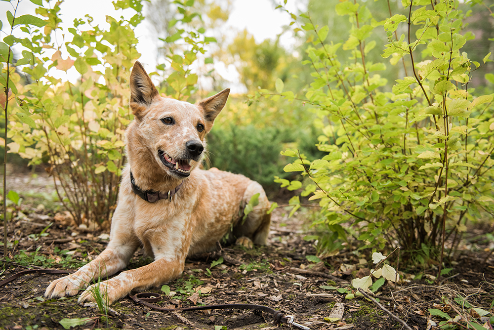 A red and white cattle dog lays amongst the bushes and trees around her.
