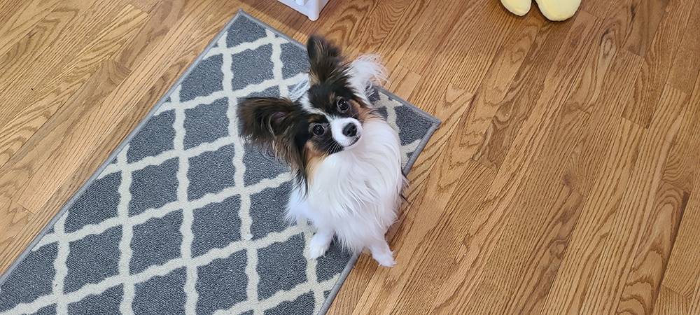 A papillon puppy tilts her head while looking up towards the camera