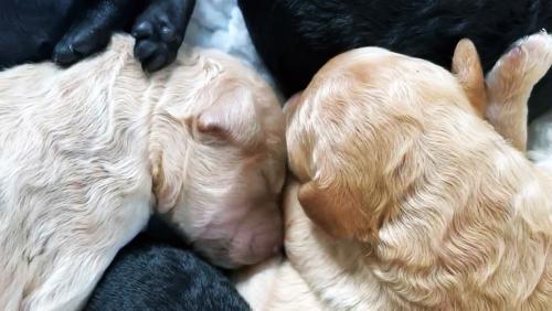 Puppies-sleeping