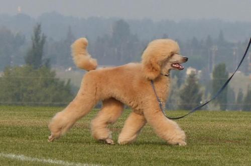 Photo of a fluffy apricot poodle dog running