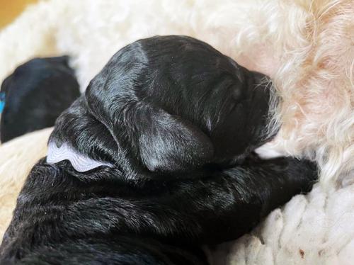 puppies-black-nursing