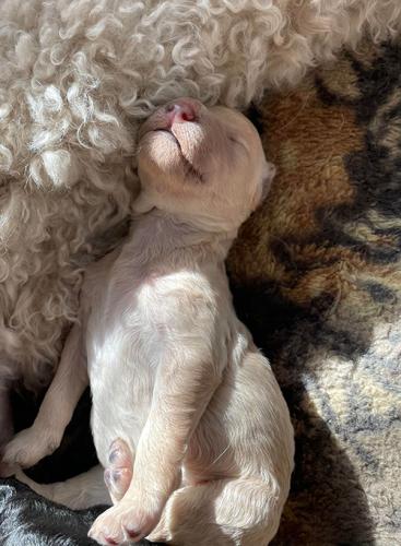 puppies-cream-stretch